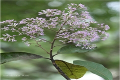 Vernonia shevaroyensis